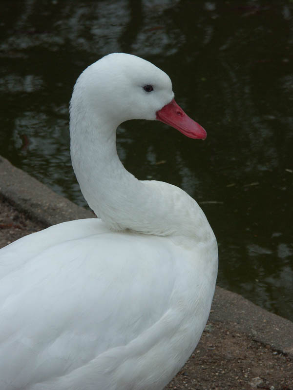 canard_blanc.jpg
