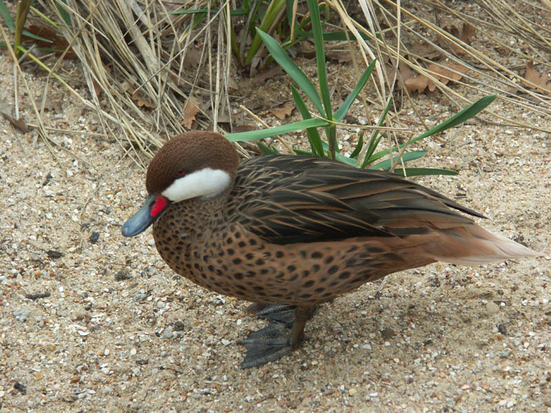 canard_repos.jpg