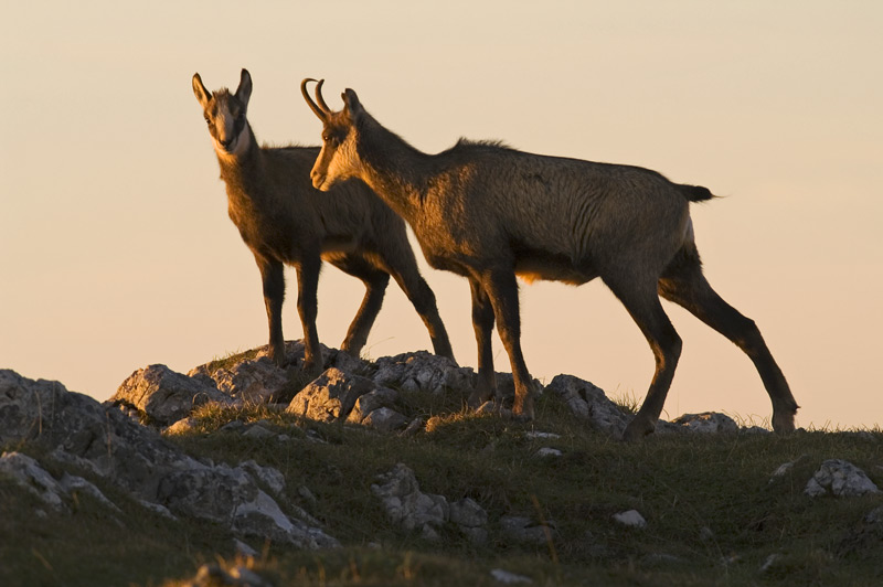 chamois130.jpg