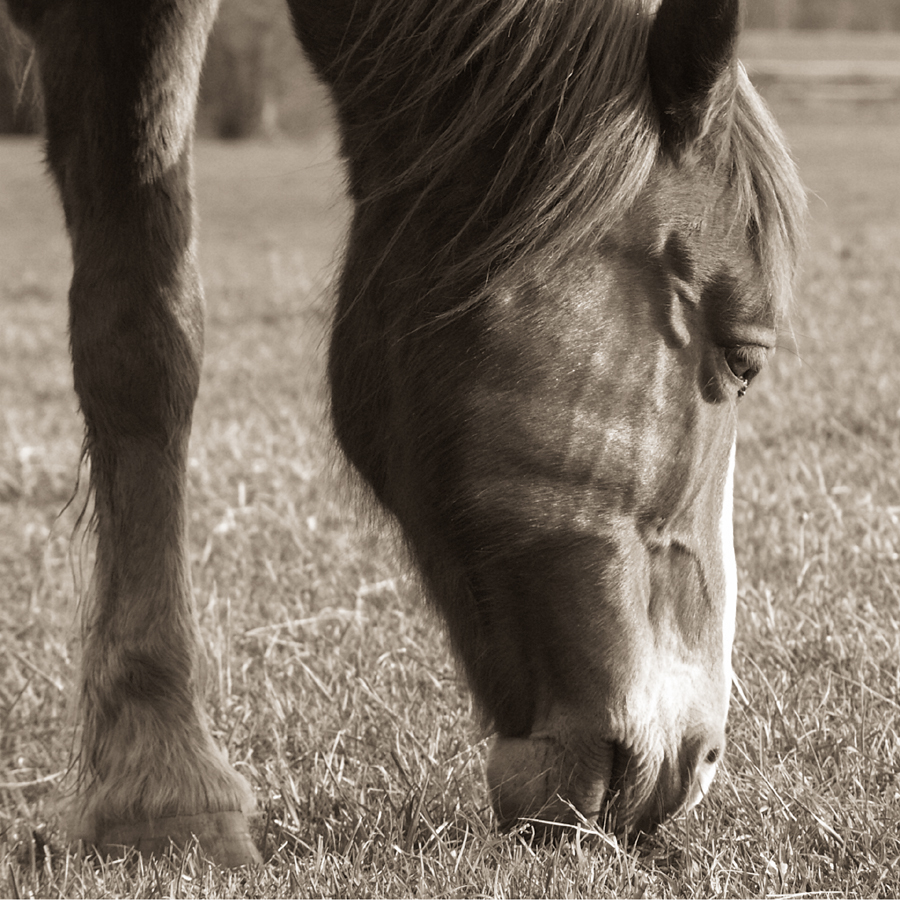 cheval1.jpg