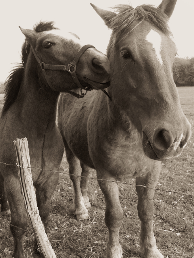 cheval2.jpg