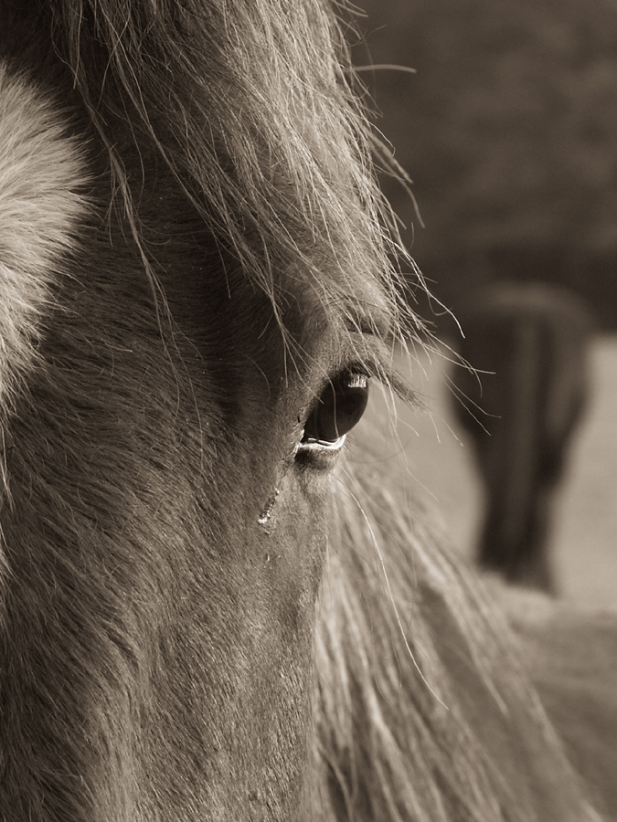 cheval3.jpg