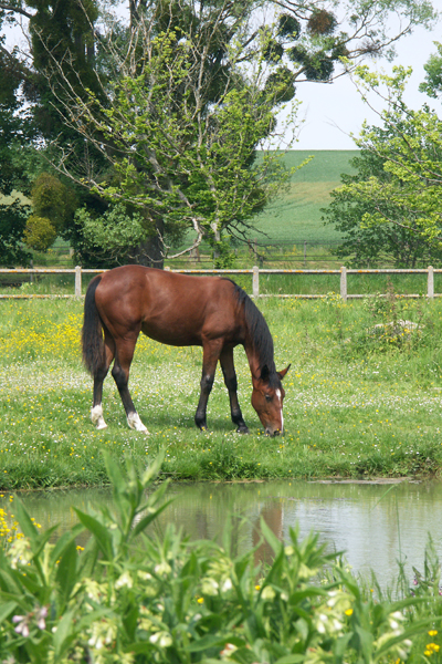 cheval_au_pre.jpg