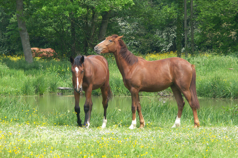 chevaux_aux_pre.jpg