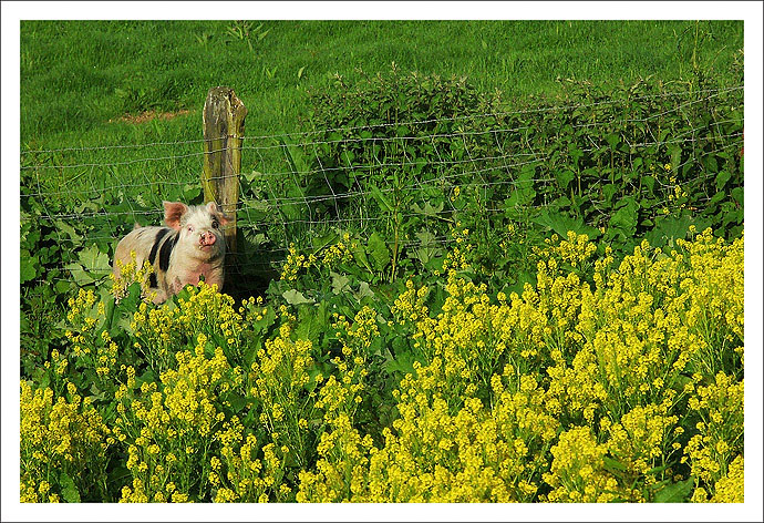 cochon.jpg