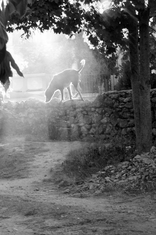 contre_jour.jpg