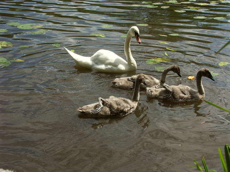 famille_de_signe1.jpg