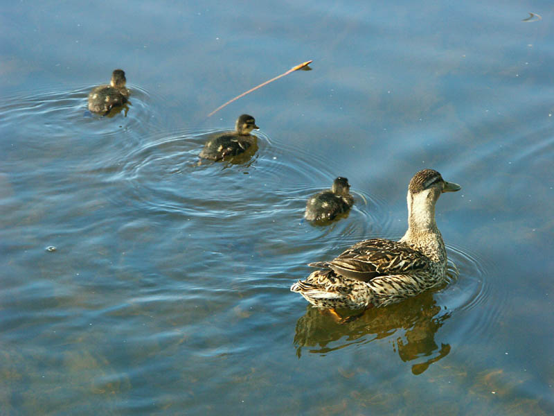 family-coin-coin.jpg