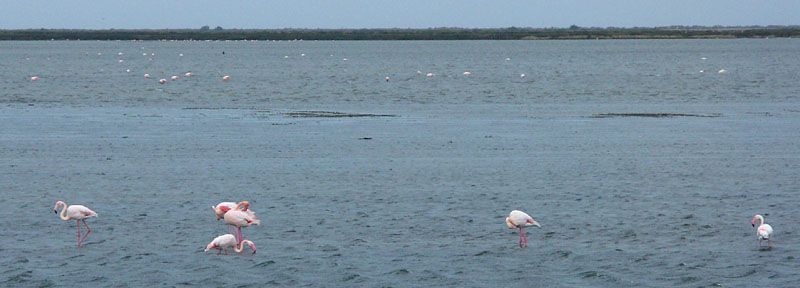 flamands-camargue1.jpg