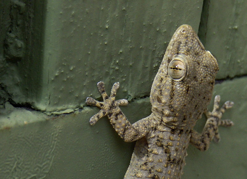 gecko.jpg