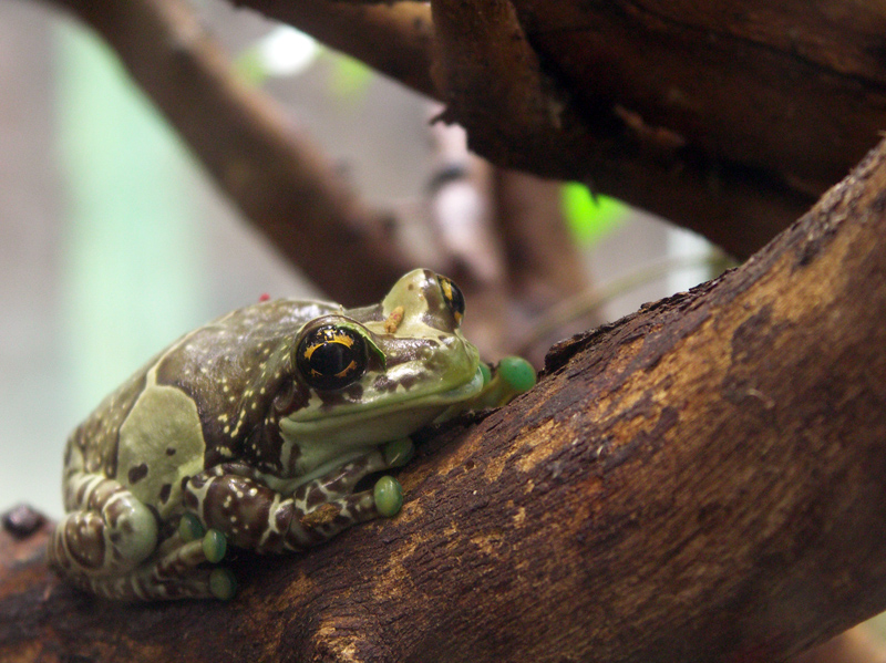 grenouille001.jpg