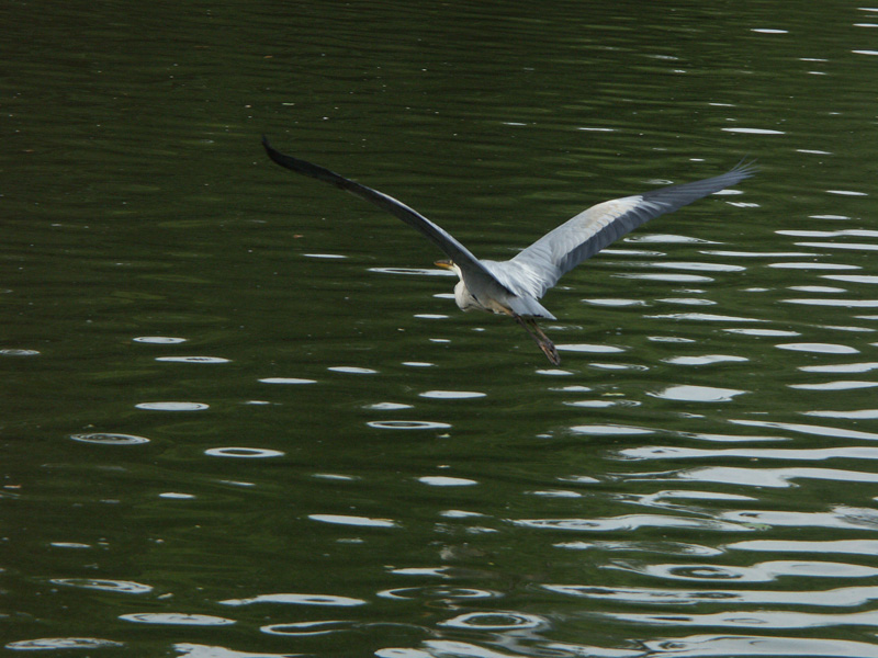 heron-62.jpg
