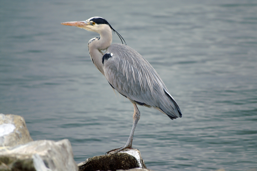heron001.jpg