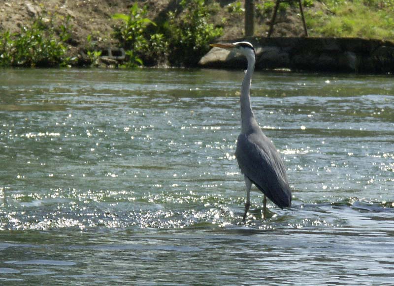 heron_charente.jpg