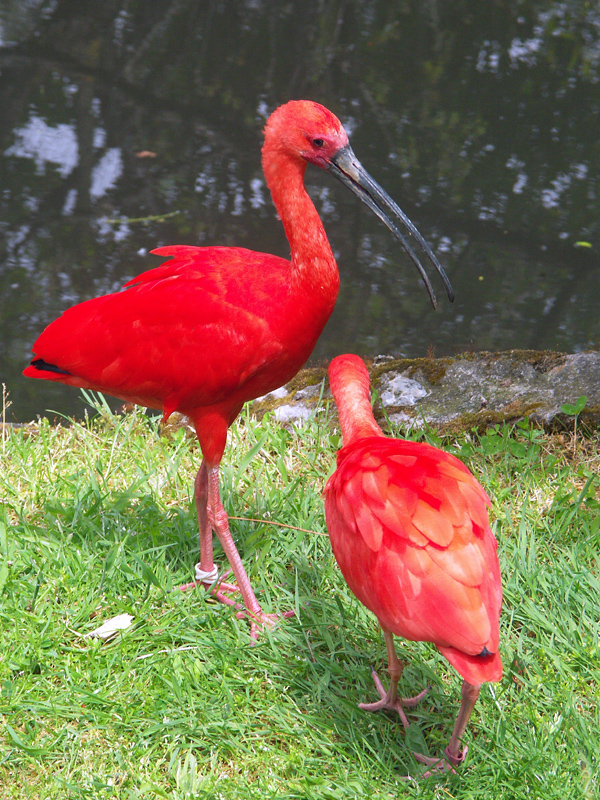 ibis.jpg