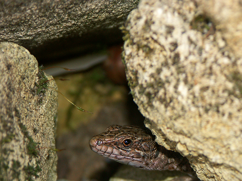 lezard.jpg