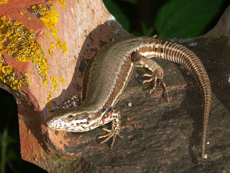 lezard_in_extenso.jpg
