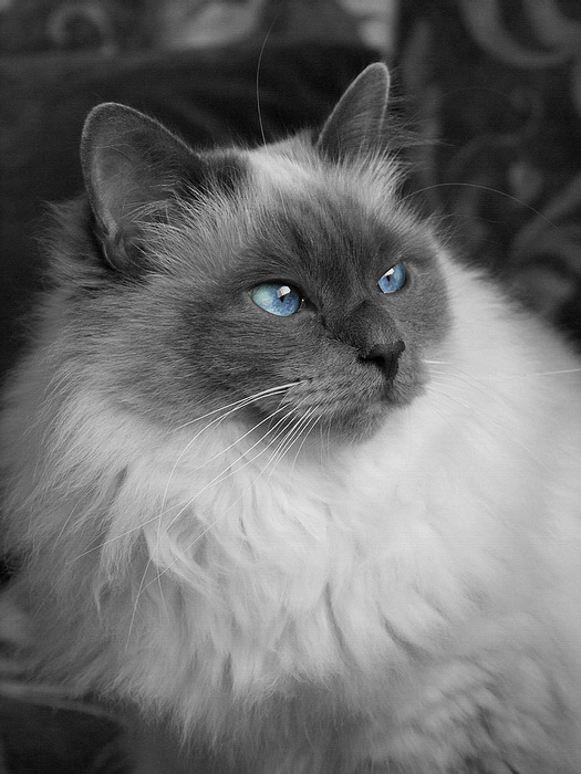 miss_terre_noir_et_blanc_sauf_les_yeus.jpg