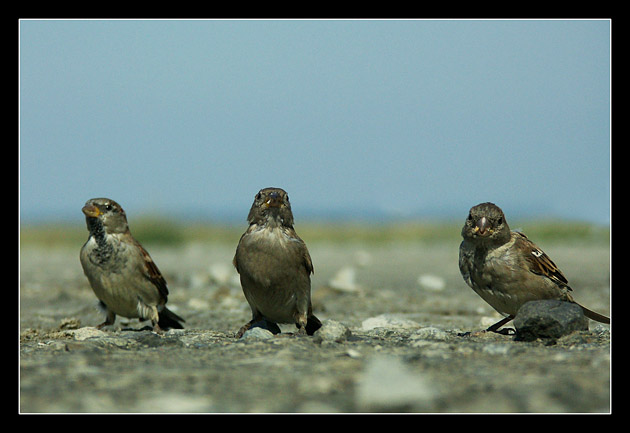 moineau2.jpg