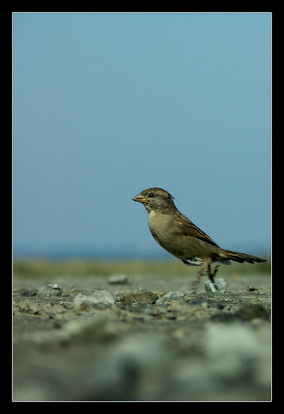 moineau3.jpg