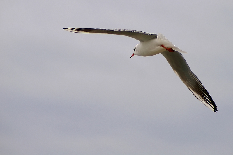 mouette.jpg