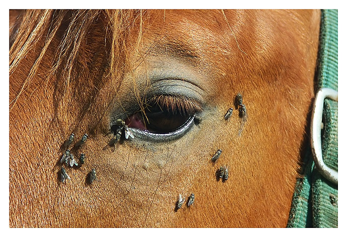 oeil.jpg