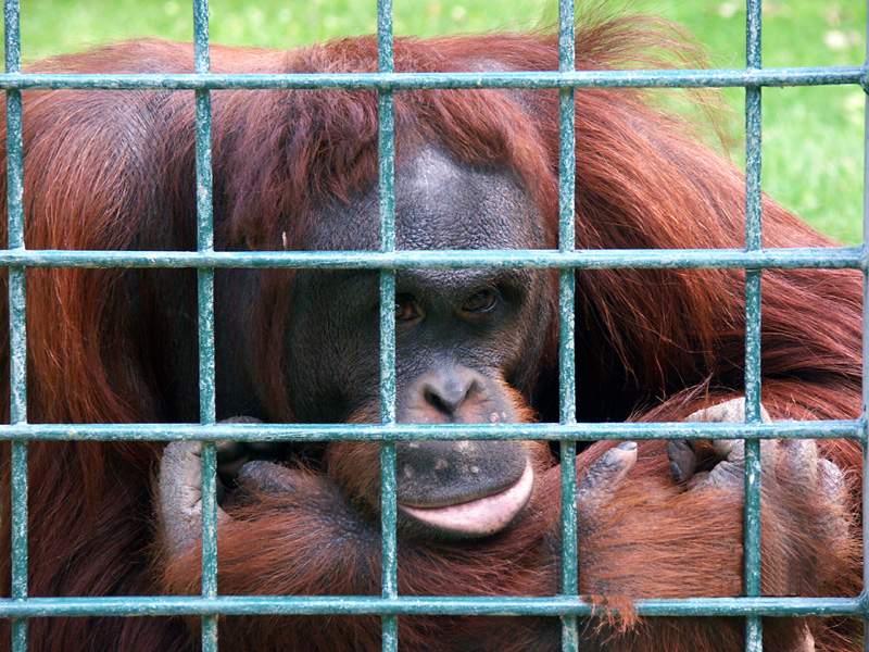 orang_outan.jpg