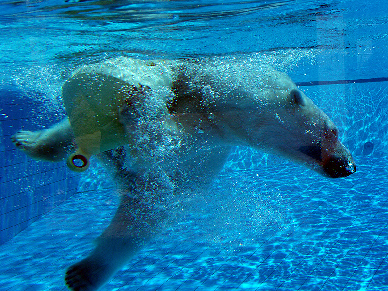 ours_blanc.jpg