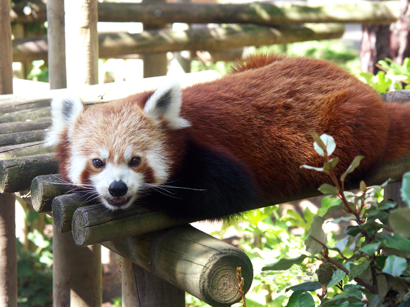petit_panda.jpg