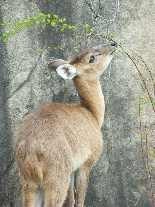 petite_gazelle.jpg