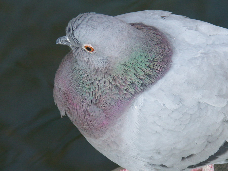 pigeon.jpg