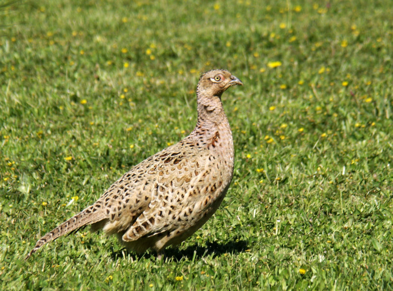 poule.jpg