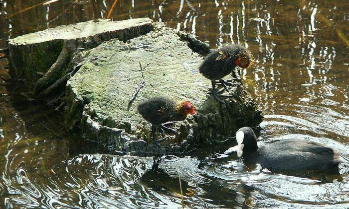 printemps-poules.jpg