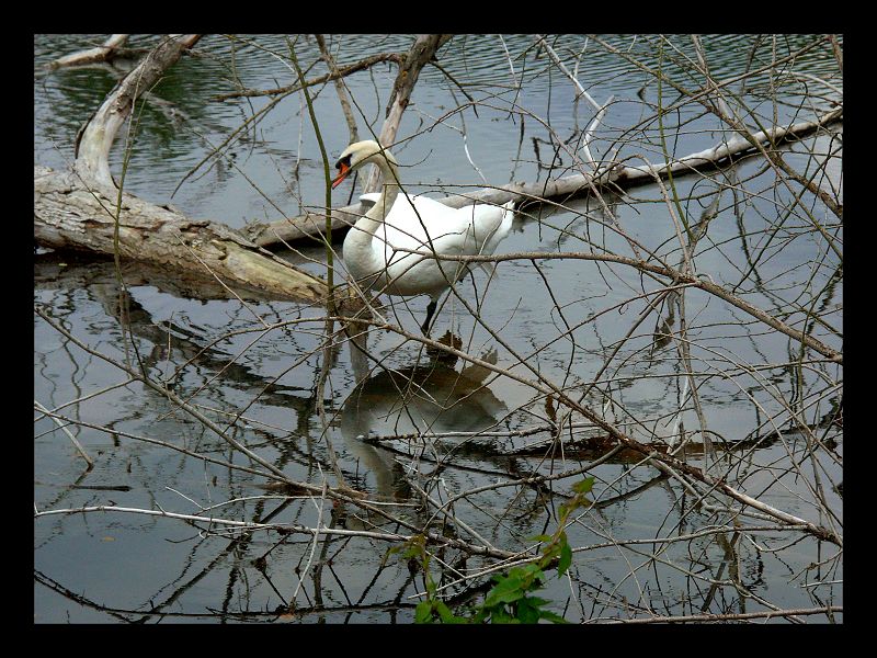 reflet_de_cygne1.jpg