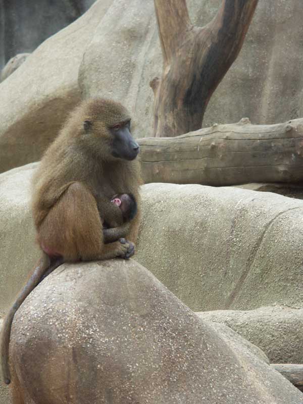 singe_et_bebe.jpg