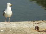 2005_06_Belle_Ile_093.jpg