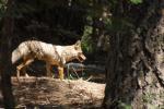 816_06_coyotteRandoSeFaisantUnOurs.jpg
