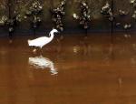 Aigrette.jpg
