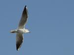 BDC_Mouette.jpg