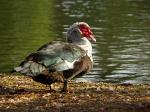 BDC_Oiseau_02.jpg
