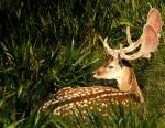 BICHE6.jpg