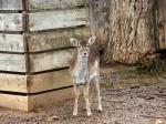 Biche.jpg