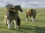 CHEVAUX_FERRE.jpg