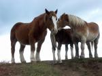 CHEVAUX_LANDUNVEZ.jpg