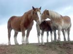CHEVAUX_LANDUNVEZ1.jpg