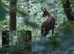 Chamois.jpg