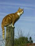 Chatperche2web.jpg