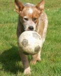 Chien1.jpg
