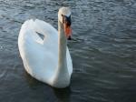 Cygne.jpg