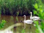 Fais_moi_cygne.jpg